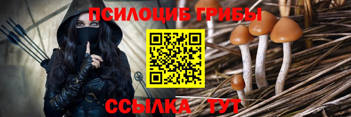 Галлюциногенные грибы Psilocybine cubensis Полысаево